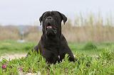 CANE CORSO 561